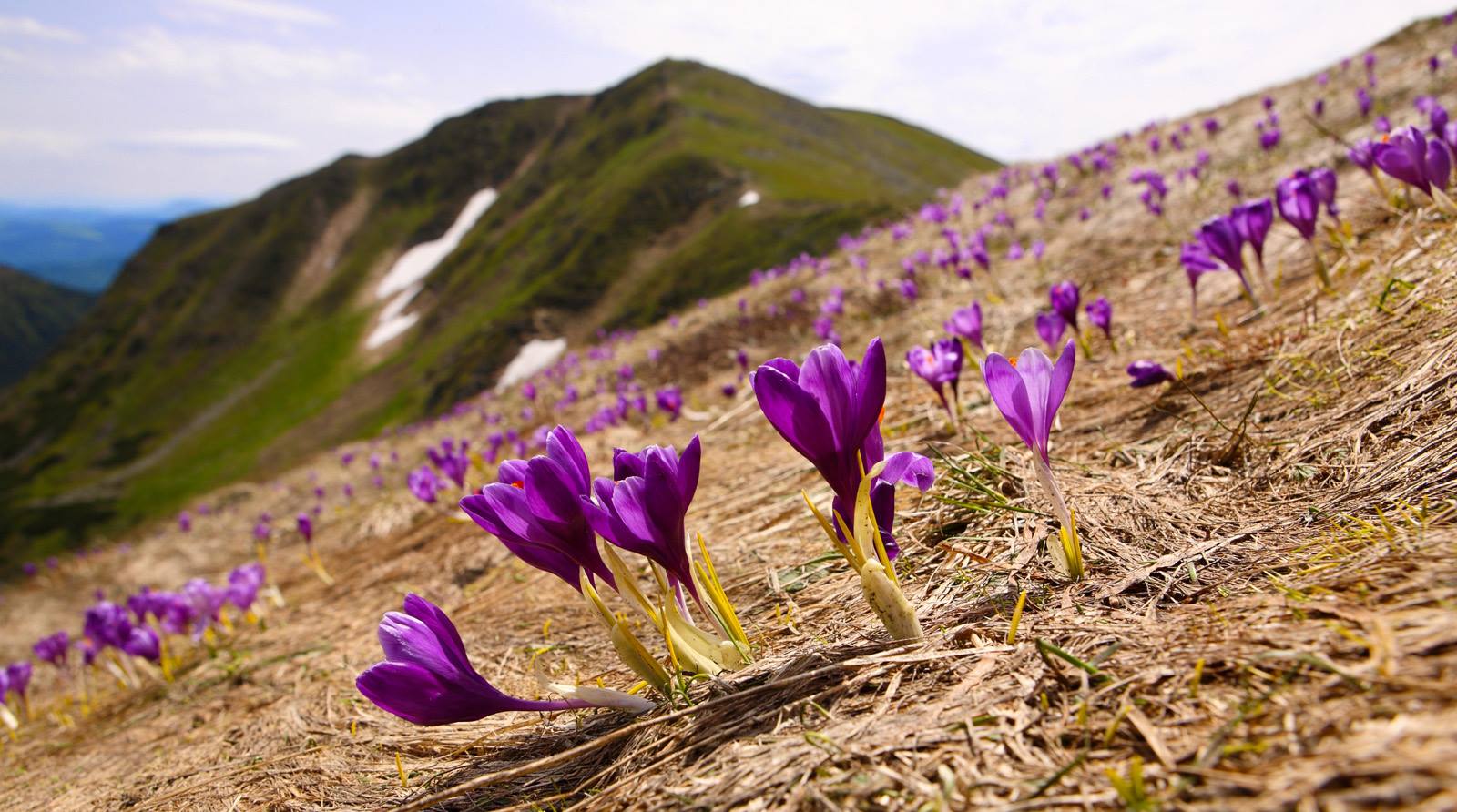 Весна близко: на Закарпатье зацвели крокусы (яркие фото)